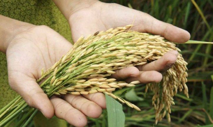 Productores Costarricenses exigen cambios en la gestión del Ministerio de Agricultura y Ganadería