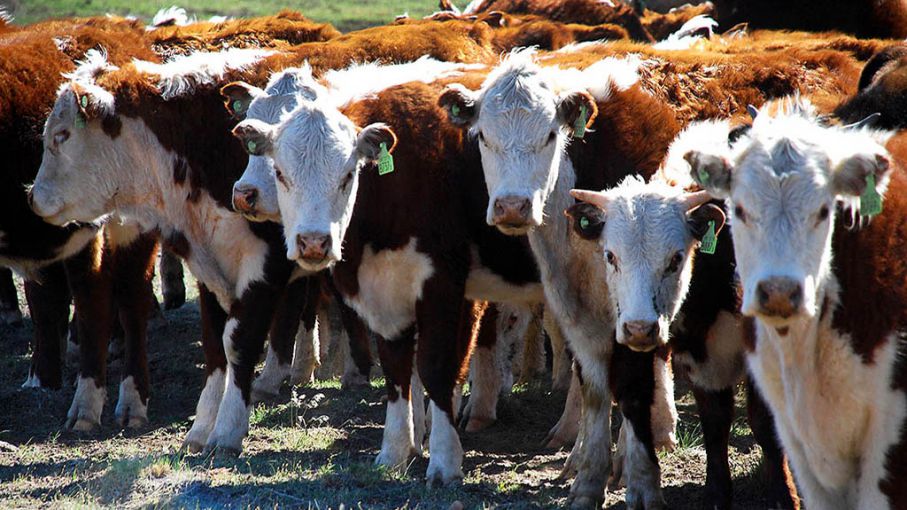 Argentina enfrenta pérdida de competitividad en el mercado de la carne frente a vecinos del Mercosur