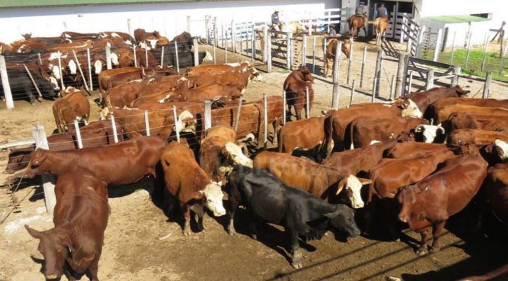 Noviembre: Evolución de los precios de la carne en Argentina en mostrador subio mas que la hacienda