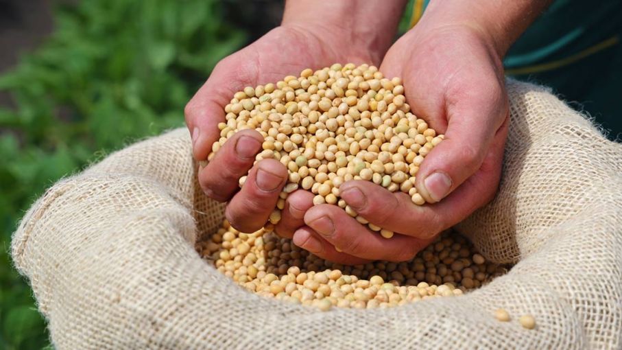 Precios de Soja, Maíz y Trigo experimentan cambios en el mercado local tras movimientos en Chicago