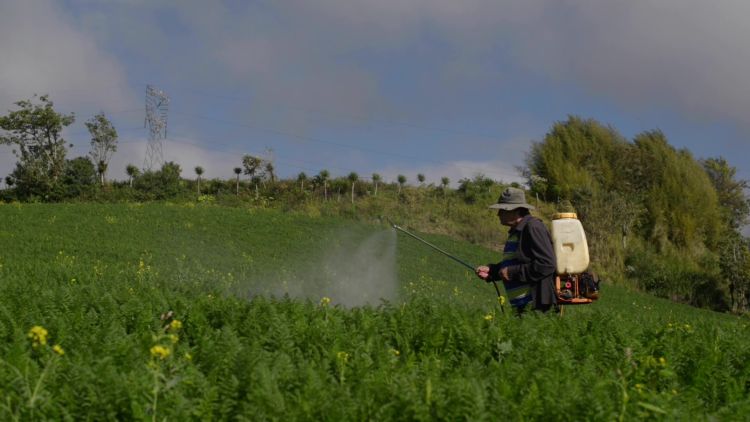 Costa Rica se Une a 30 Países que han prohibido el clorotalonil