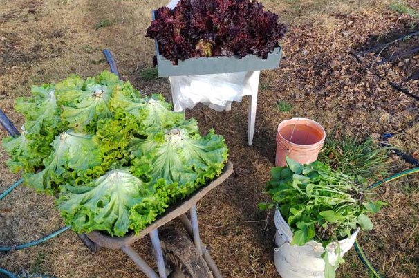 El avance de la agricultura orgánica y agroecológica en América Latina y el Caribe