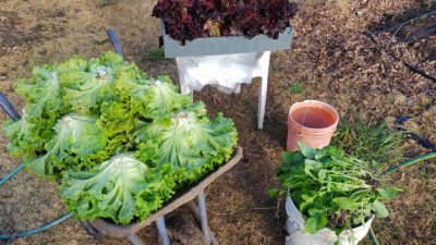 El avance de la agricultura orgánica y agroecológica en América Latina y el Caribe