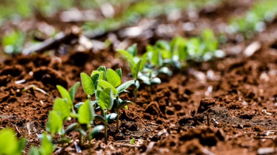  Desafíos climáticos obstaculizan siembra de soja en Brasil y afectan el comercio global