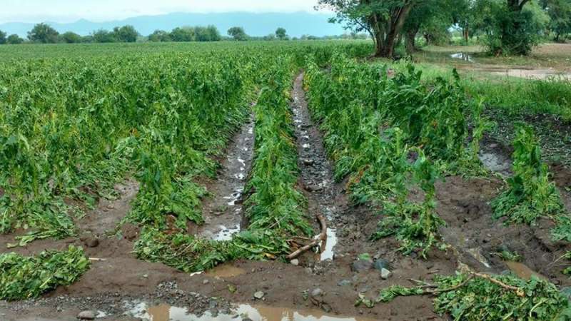 La caída de granizo afectó 1.500 hectáreas de cultivos de tabaco en Jujuy