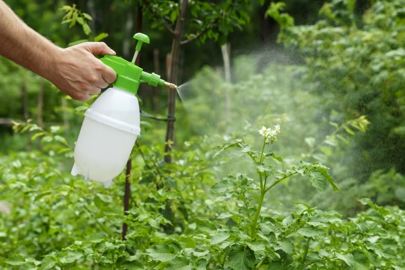 Mercado de Acaricidas en Crecimiento: Innovación y Sostenibilidad marcan la tendencia