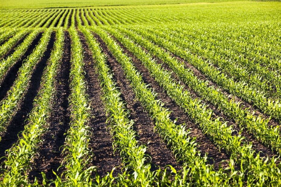 Cambios y oportunidades en el mercado global de agroquimicos