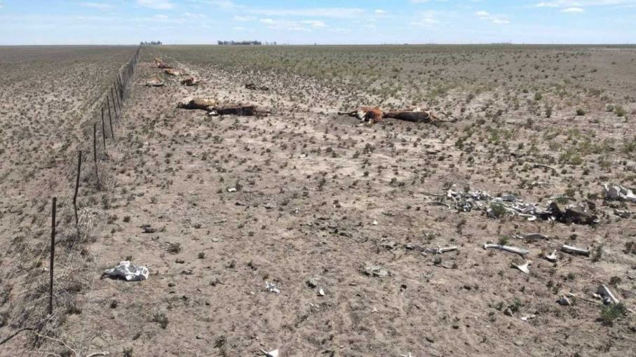 Sur de Buenos Aires : se prolonga la sequía y hay zonas en alerta con mortandad de animales