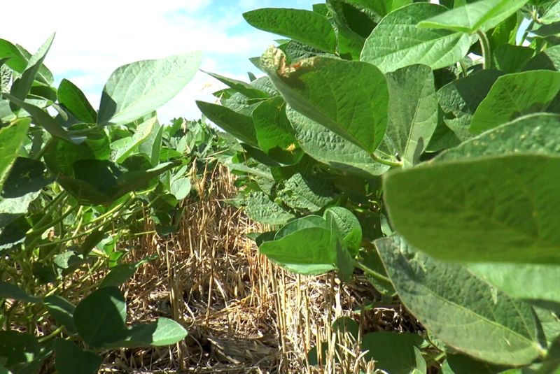 La Bolsa de Cereales lanza "Prenda de Cultivo".