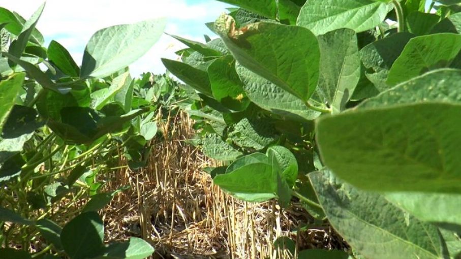 La Bolsa de Cereales lanza "Prenda de Cultivo".