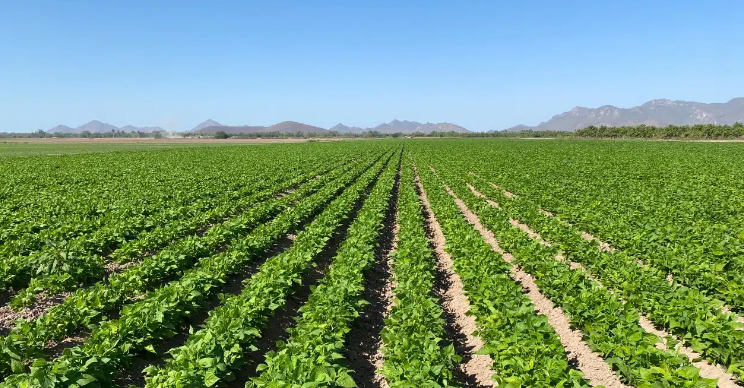 Escaso cumplimiento en la regularización Agrícola en Culiacán: Una preocupación emergente