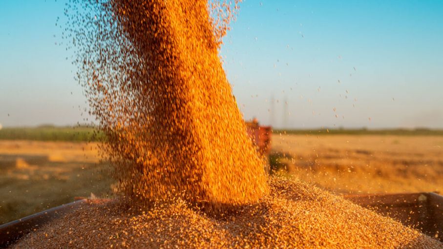 Informe WASDE del USDA: Aspectos Destacados y Reacciones del Mercado