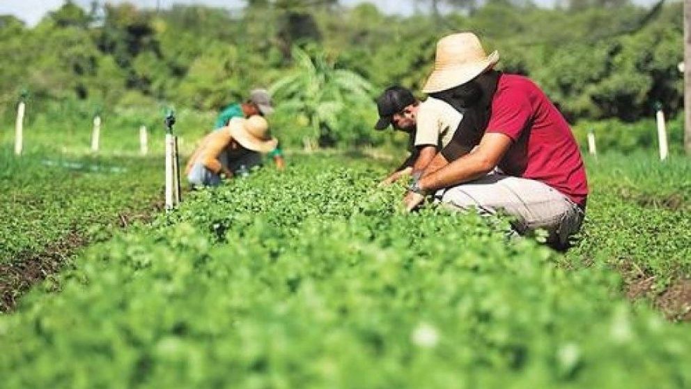 La produccin de alimentos en nmeros, segn el ltimo informe del INTA