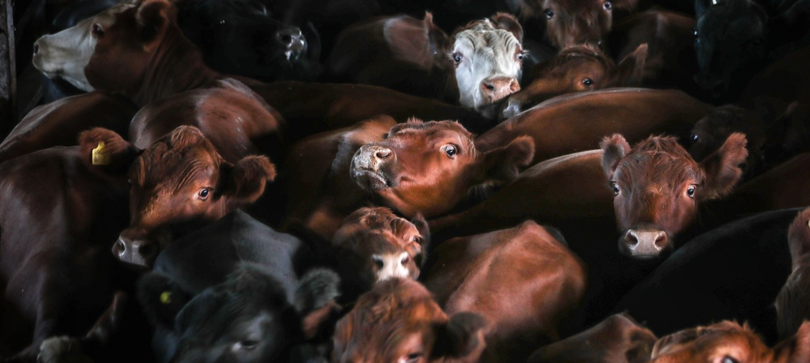 Aumento sustancial en los precios de la hacienda: Impacto en el Mercado Agroganadero de Cañuelas