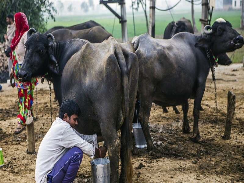 Venezuela: Un gigante en la producción de leche de búfala