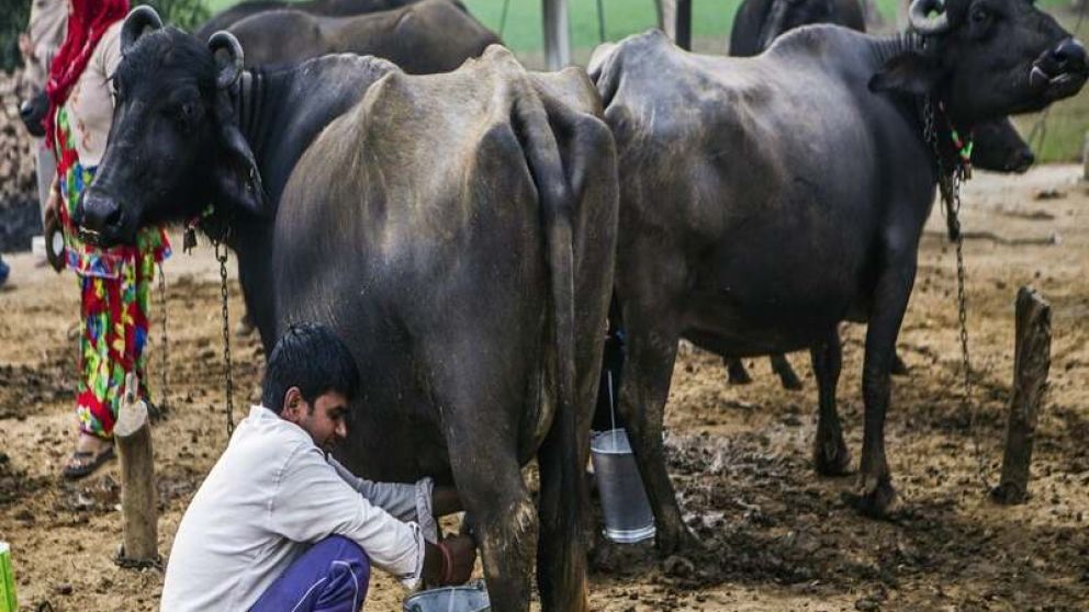 Venezuela: Un gigante en la produccin de leche de bfala