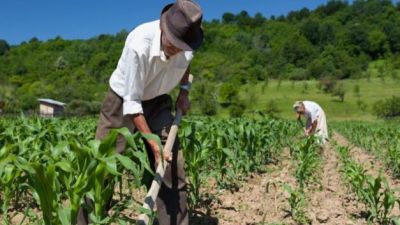 Crisis de empleo en el sector Agropecuario Peruano: Pérdida de más de medio millón de puestos de trabajo