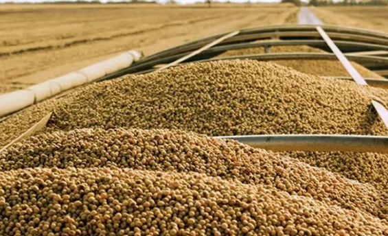 Asi quedaria el dolar para el Agro. Precio de soja, maiz, trigo, carne, etc