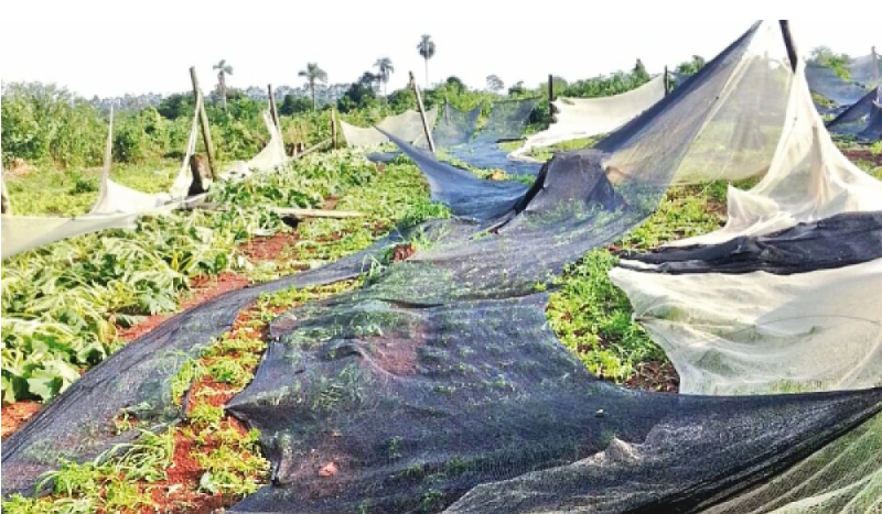 Impacto de la tormenta y granizo en la horticultura de alto Paraná, Paraguay