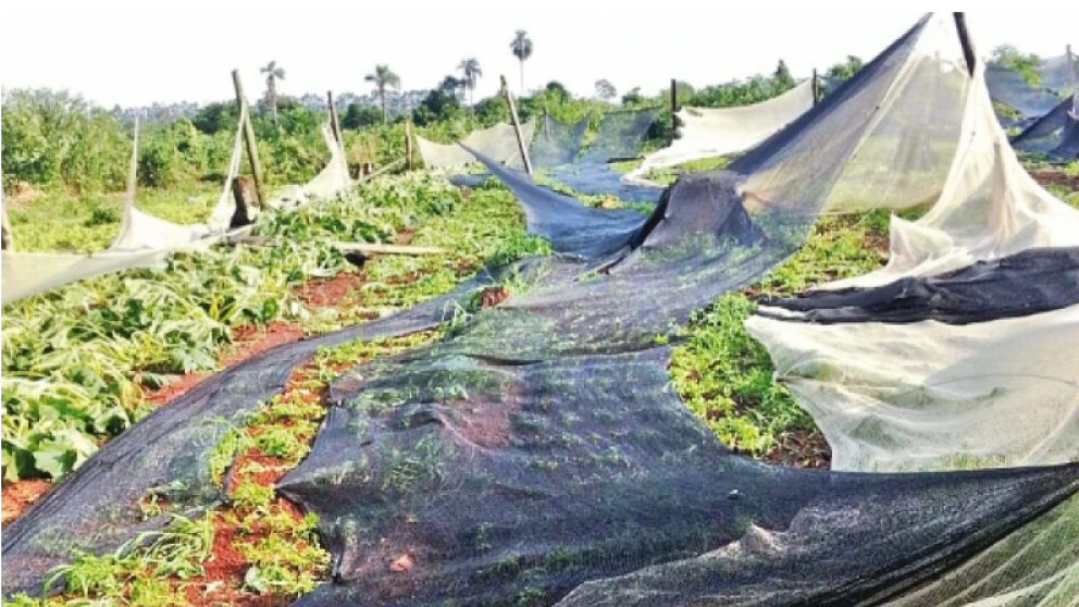 Impacto de la tormenta y granizo en la horticultura de alto Paran, Paraguay
