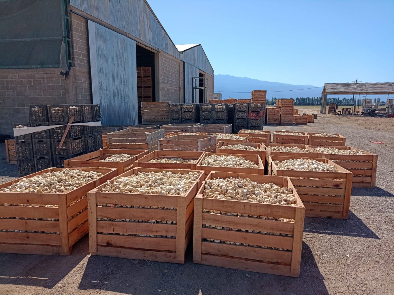 Se incrementó 4% la superficie cultivada con ajo en Mendoza