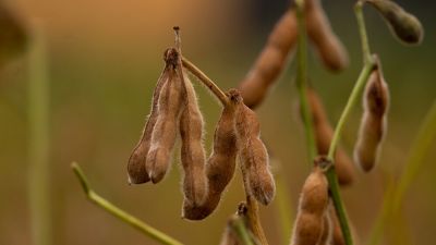 El campo detiene sus inversiones para el año próximo por la falta de rentabilidad