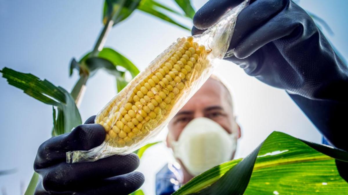 La revolución de los cultivos transgénicos: De los experimentos a la innovación global