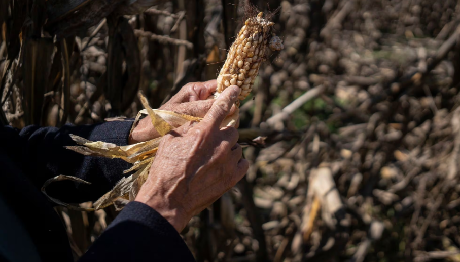 El crimen organizado pone precio a la agricultura mexicana
