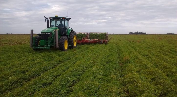 Argentina anfitriona del World Peanut Meeting: Un evento clave para el sector del Maní