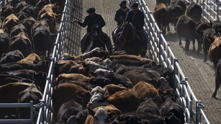 El mercado agroganadero de Cañuelas egistra una nueva baja en el precio de la hacienda