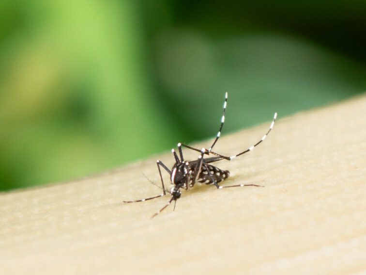 Mosquitos modificados con Wolbachia: Una revolución en el control de enfermedades en América Latina