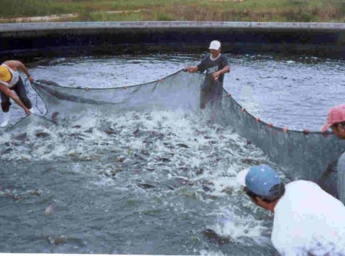 Impresionante crecimiento del sector pesquero y acuícola en Venezuela durante 2023