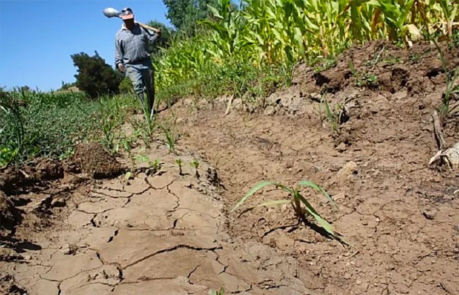 Finaliza la emergencia agropecuaria en Uruguay, excepto en Fruticultura y Horticultura