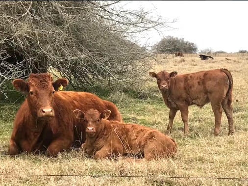 Menor oferta y cambio en las ventas de terneros proyectados para el otoño