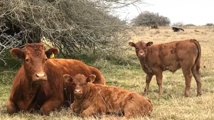 Menor oferta y cambio en las ventas de terneros proyectados para el otoño