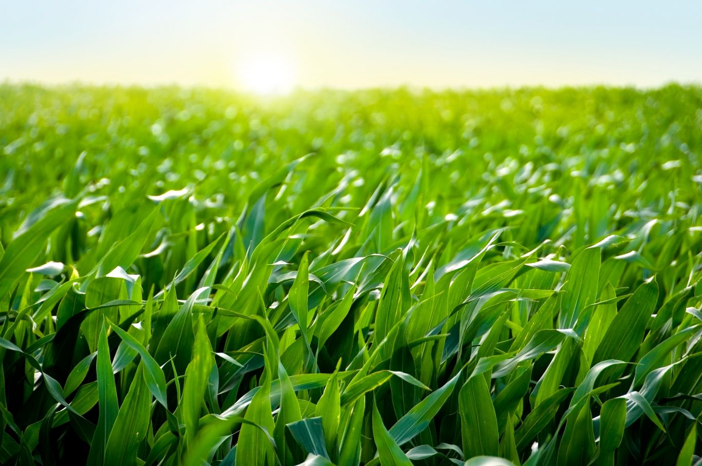 Innovaciones en nutrición del maíz: El impacto positivo del Nitrógeno foliar