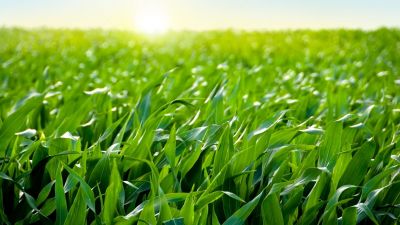 Innovaciones en nutrición del maíz: El impacto positivo del Nitrógeno foliar