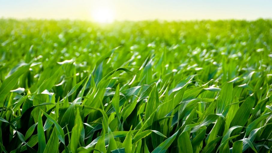 Innovaciones en nutrición del maíz: El impacto positivo del Nitrógeno foliar