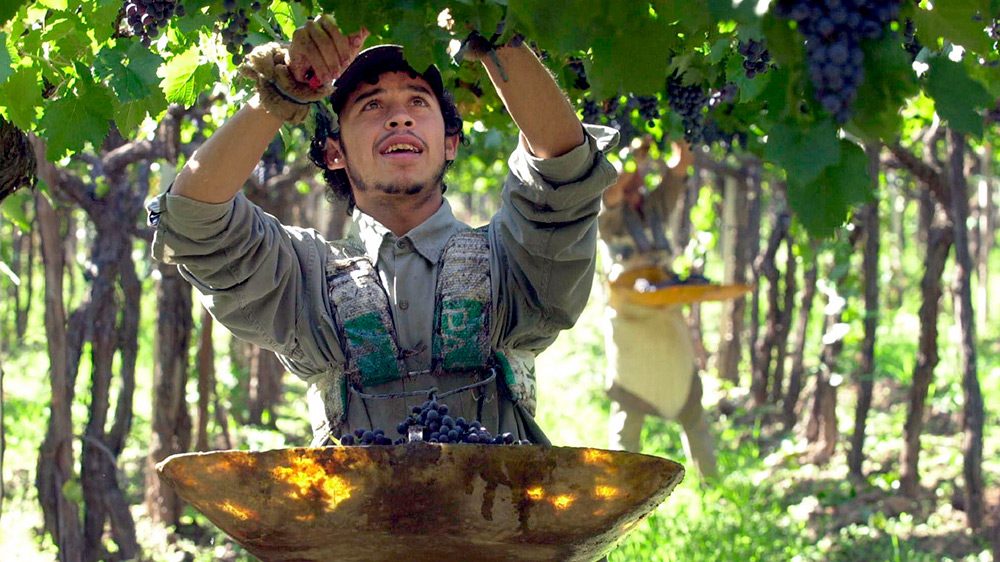 El trabajo cambia de manos: agro, pesca y comercio sostienen el empleo en medio de la recesión
