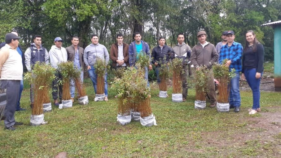 Productores agropecuarios de Misiones plantarán eucaliptos para diversificar sus emprendimientos