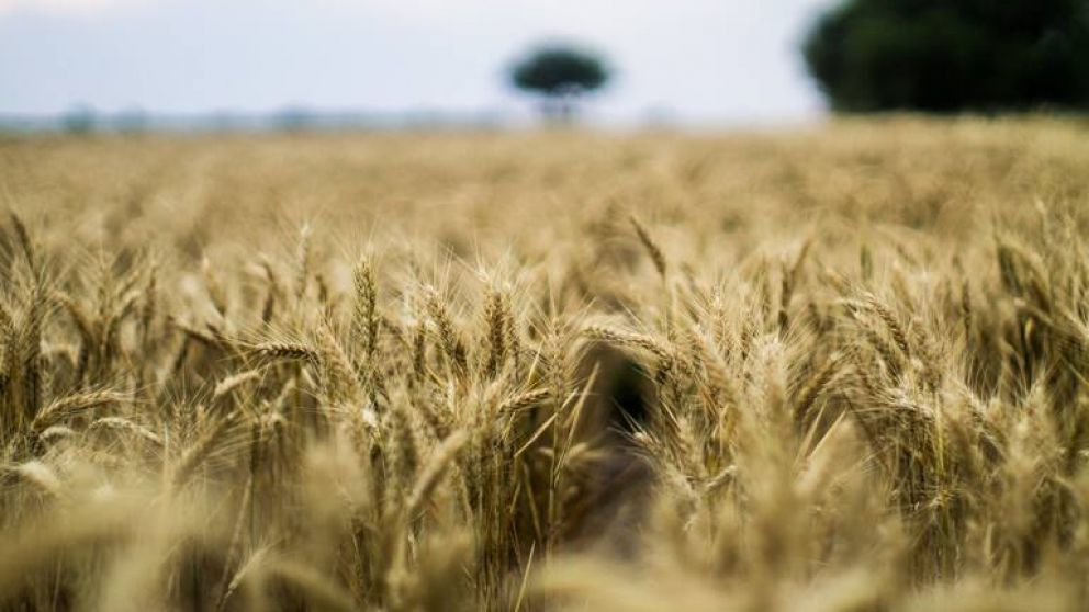 Campaa atpica para el trigo 2023/24 en Argentina: factores climticos adversos afectan la produccin