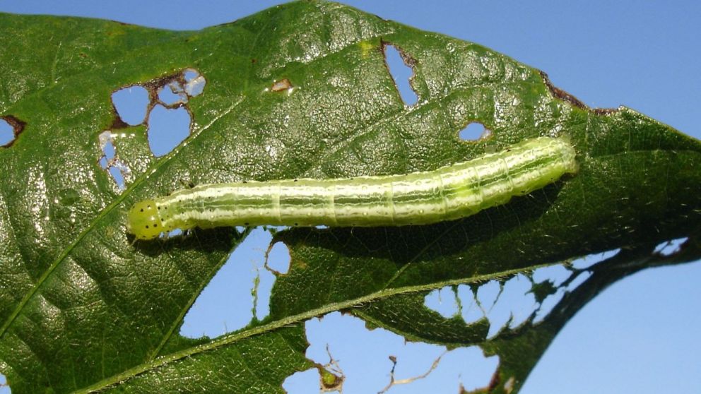 Bolillera en soja: una oruga, varias caras