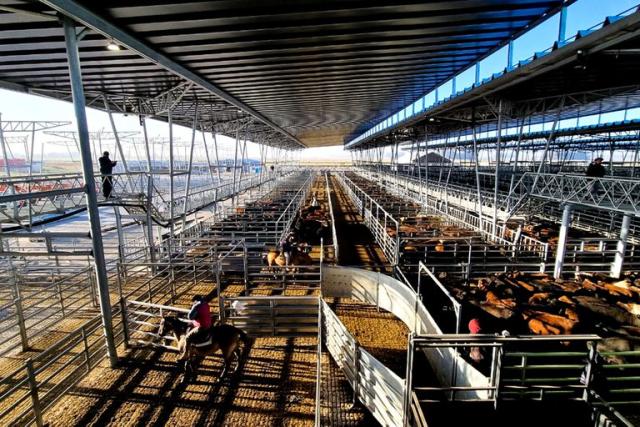 En lo que va de mayo ingresaron casi 90 mil animales a Cañuelas: qué pasó con los precios en la última semana