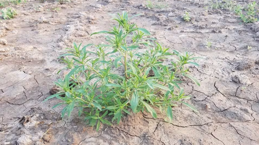 Malezas resistentes amenazan la Agricultura en Estados Unidos: Un desafío que se expande