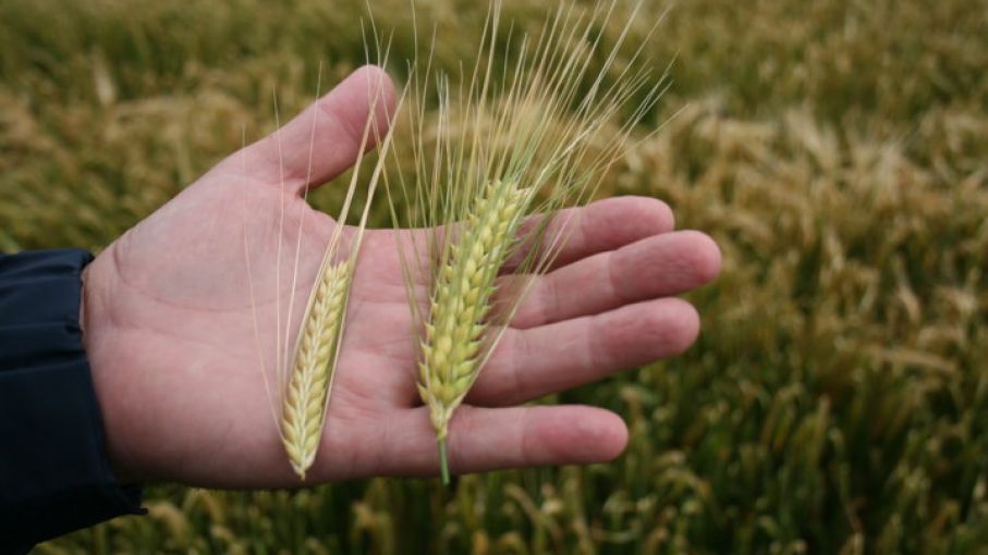 Análisis económico detallado revela la rentabilidad de cultivos de trigo y cebada en el sudoeste bonaerense