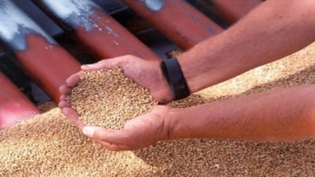Productores en alerta: Polémica por reforma que afectaría el uso propio de semillas en Argentina