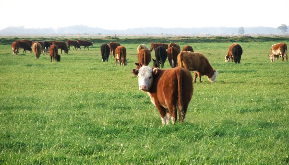 Mercado de Invernada : Ajuste de precios tras picos históricos en Diciembre