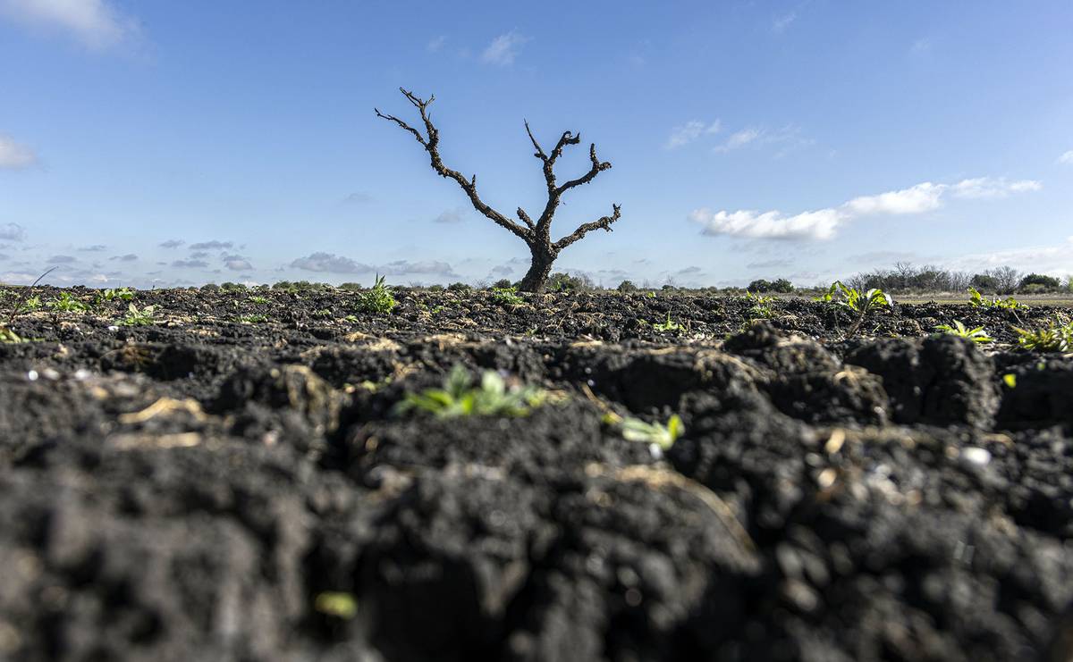 Impacto devastador del déficit hídrico en el sector gropecuario Uruguayo