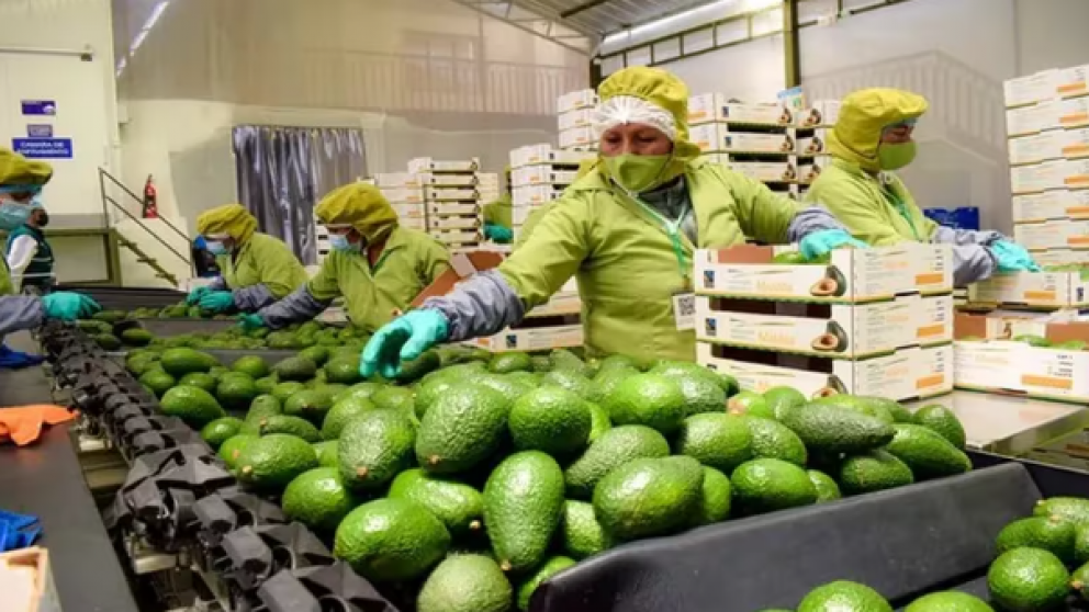 Per se convierte en el segundo exportador mundial de paltas tras acuerdo con Malasia
