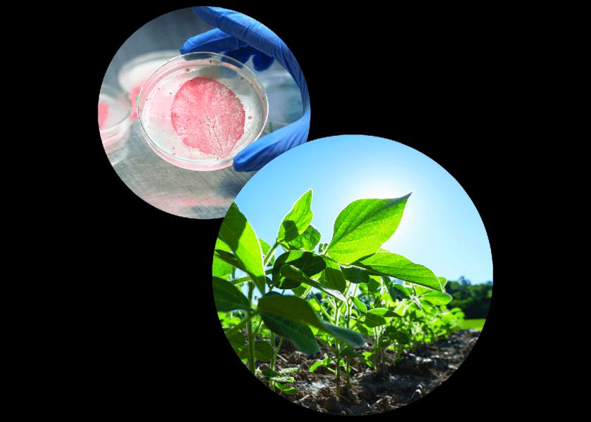 NewLeaf Symbiotics revoluciona la agricultura con microbios benéficos y expansión global